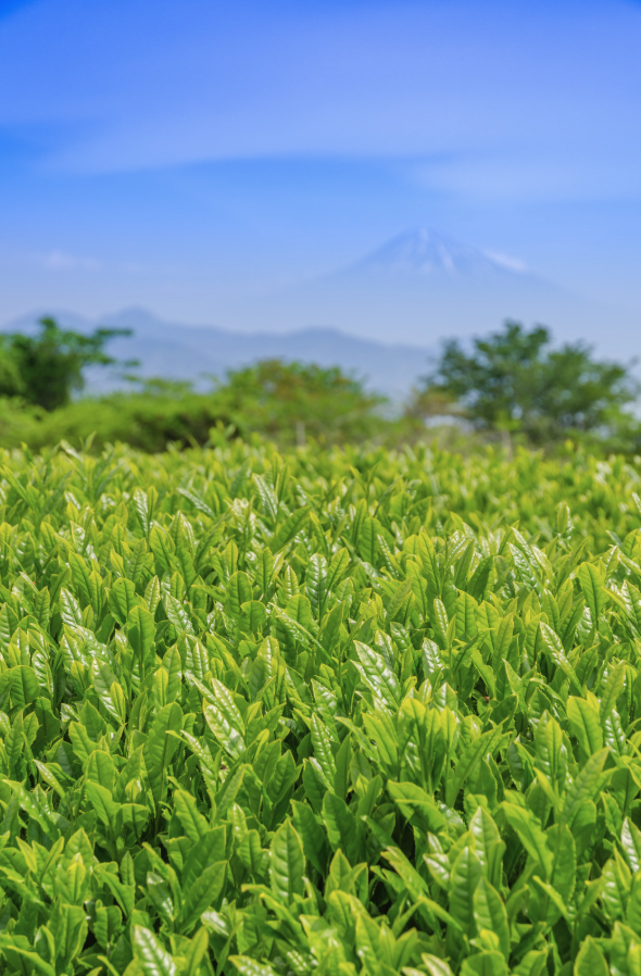 Shizuoka- Green Tea & Mt. Fuji