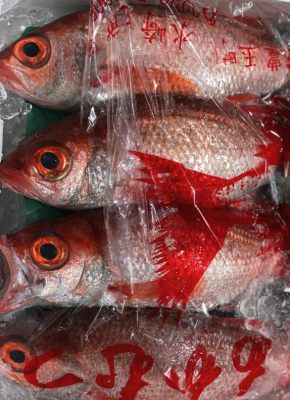 Tsukiji Outer Market -Snapper