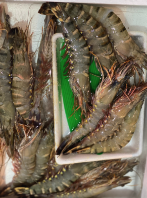Tsukiji Outer Market -Shrimp